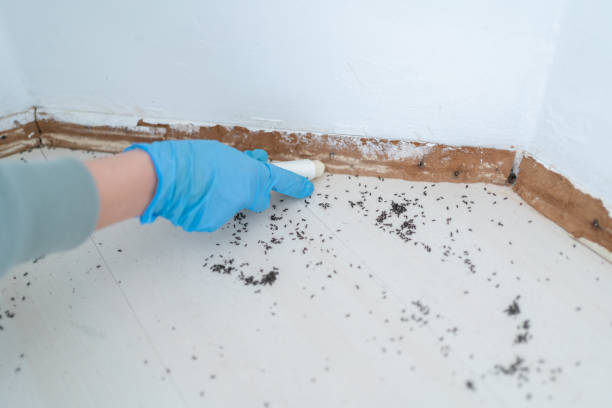 Best Wasp Removal Services  in Mcsherrystown, PA